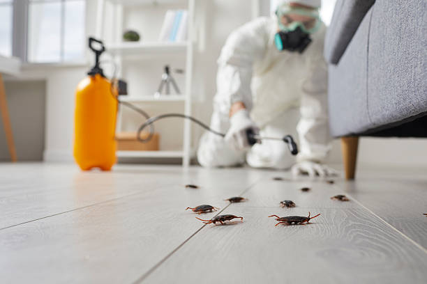 Trusted Cockroach Control service in Kemah, TX - Nex Pest Control
